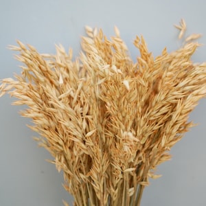 May include: A bunch of dried oat stalks with beige colored seed heads.