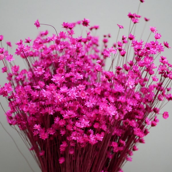 Dried Star Flowers,Glixia flowers, Country cerise colour Magenta colour Hot pink Rustic flowers Natural grasses rustic decoration