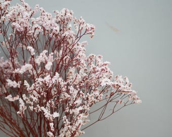 May include: A close-up of dried flowers with delicate white blooms and reddish-brown stems. The flowers are clustered together, creating a textured appearance against a soft gray background. The image highlights the natural beauty of the floral arrangement.