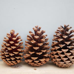 May include: Three brown pine cones of varying sizes are arranged on a wooden surface against a gray background. The cones have a textured, scaly appearance and are in different stages of maturity, showcasing natural variations.