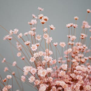 Può includere: Un mazzo di fiori secchi rosa con steli lunghi. I fiori sono disposti in uno stile sciolto e naturale.