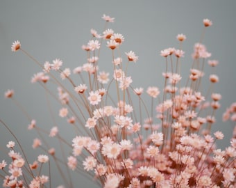 Dried Star Flowers, Glixia flowers, Country light pink, pale pink baby pink  Rustic flowers Natural grasses rustic decoration