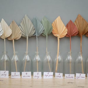 May include: Ten dried palm leaves in a range of colours, each in a clear glass bottle. The colours vary from white to brown, with labels indicating each shade. The leaves are arranged on a wooden surface against a grey backdrop.