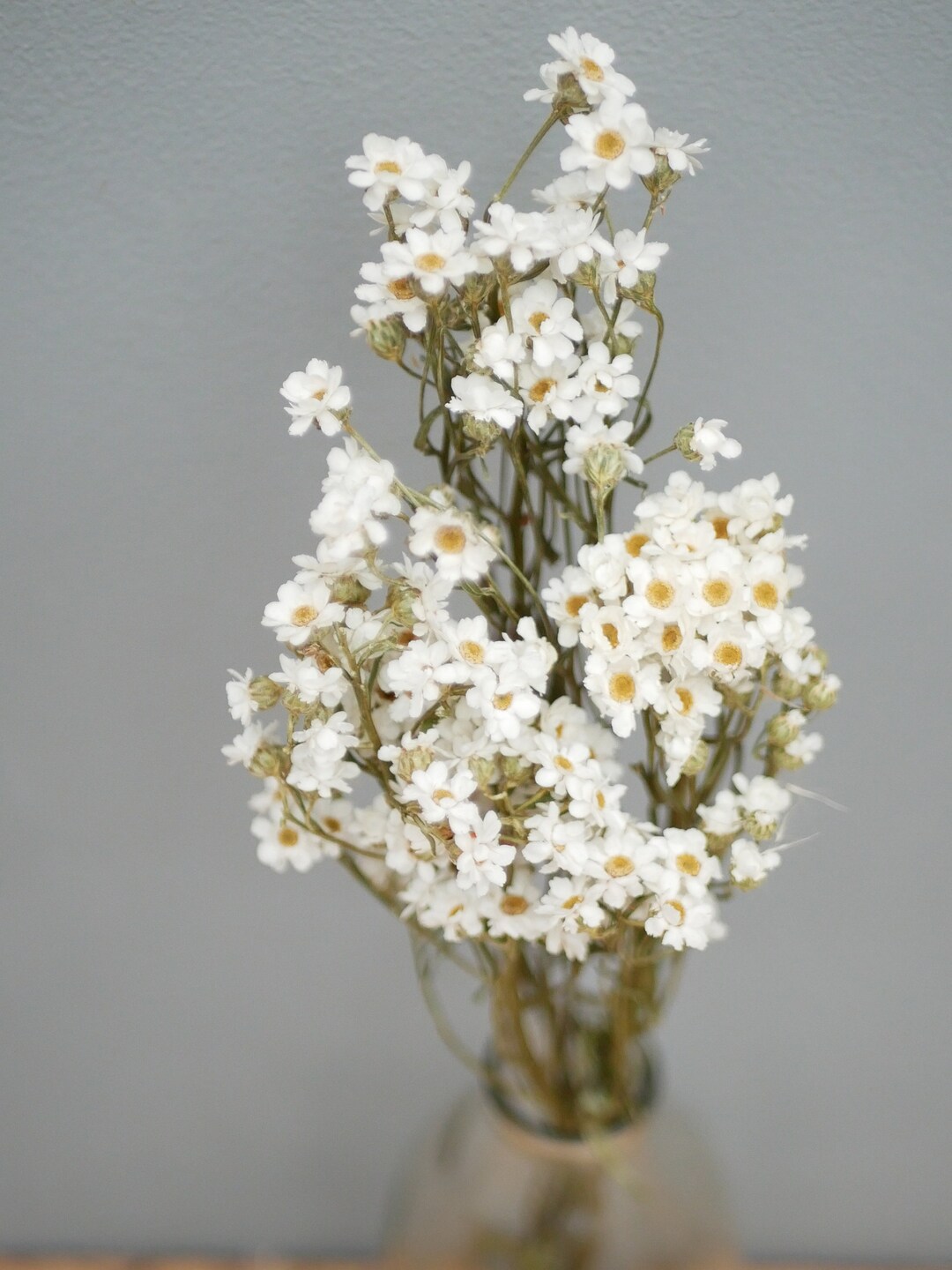 Dried Ixodia, Natural White,white Flowers/ Dried Daisies Flowers Rustic
