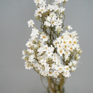 Dried Ixodia, Natural White,White flowers/ Dried Daisies Flowers | Rustic Home Wedding Cake decoration