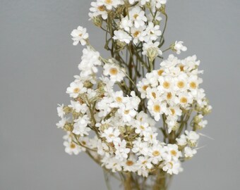 Dried Ixodia, Natural White,White flowers/ Dried Daisies Flowers | Rustic Home Wedding Cake decoration