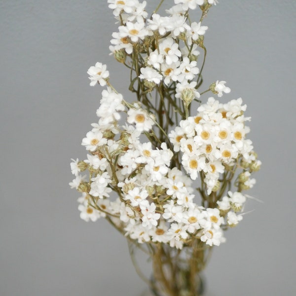 Getrocknete Ixodia, Naturweiß, weiße Blüten/ Getrocknete Gänseblümchenblüten | Rustikale Hochzeitstortendekoration für zu Hause