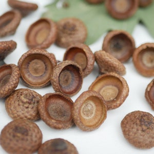 May include: A collection of brown acorn cups, some with a smooth surface and others with a textured surface.