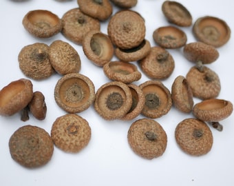 May include: A collection of scattered brown acorn caps with textured, bumpy exteriors and smooth, concave interiors. The caps vary in size and shape, showing natural woody details and circular patterns where the nut was once attached.