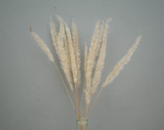 Pampas Mini naturel Fluffy  Grass