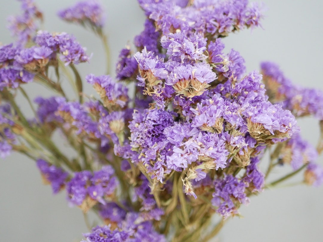 Dried Staitce- Purple/ Dried Flowers | Rustic Home Wedding - Etsy