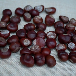 Conkers natural, natural conkers Nuts,Fall Decoration, Floral supplies, conkers ornaments,buckeye Horse Chestnut