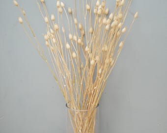 May include: A clear glass vase filled with dried, beige-colored seed pods on slender stems. The vase sits on a wooden surface against a gray wall. The arrangement is a natural, minimalist home decor element.