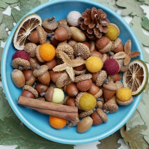 Acorns natural,Dried oak tree acorns with cups Nuts,Fall Decoration, acorn ornaments,Acorns with Cups autumn decor wedding centerpiece image 7