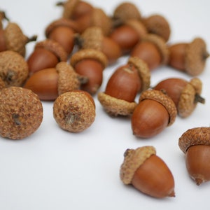 May include: A collection of brown acorns scattered on a white surface. The acorns are of various sizes and shapes, with some having a cap and others without.