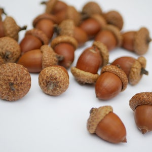 Acorns natural,Dried oak tree acorns with cups Nuts,Fall Decoration, acorn ornaments,Acorns with Cups autumn decor wedding centerpiece image 1