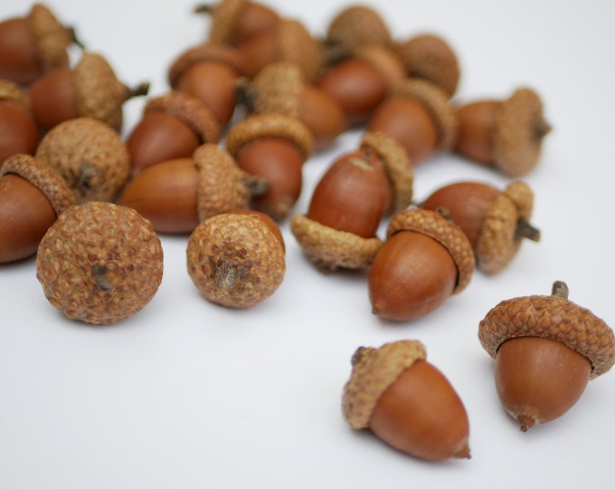 Acorns natural,Dried oak with cups Nuts,Fall Decoration, Floral supplies, acorn ornaments,Acorns with Cups autumn decor wedding centerpiece