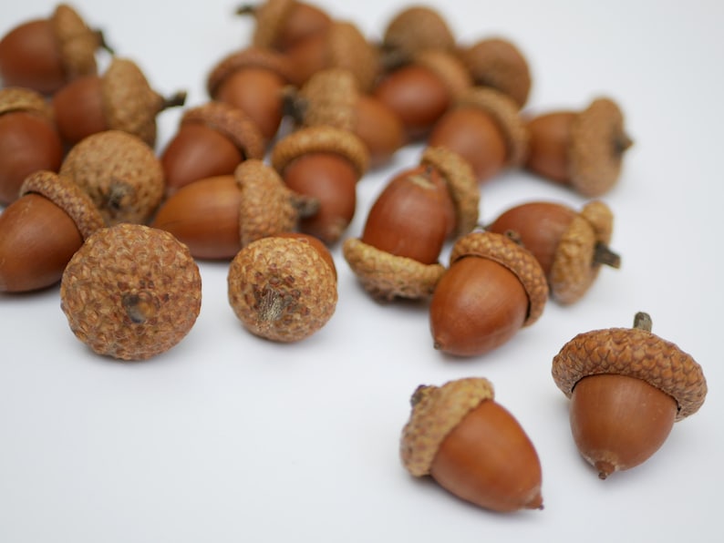 Acorns natural,Dried oak tree acorns with cups Nuts,Fall Decoration, acorn ornaments,Acorns with Cups autumn decor wedding centerpiece image 1