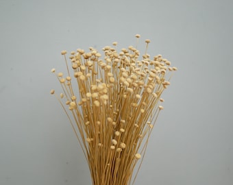 Dried , Natural amarellino l , 30cm, small heads Natural Dried flower posy Country Natural grasses rustic decoration