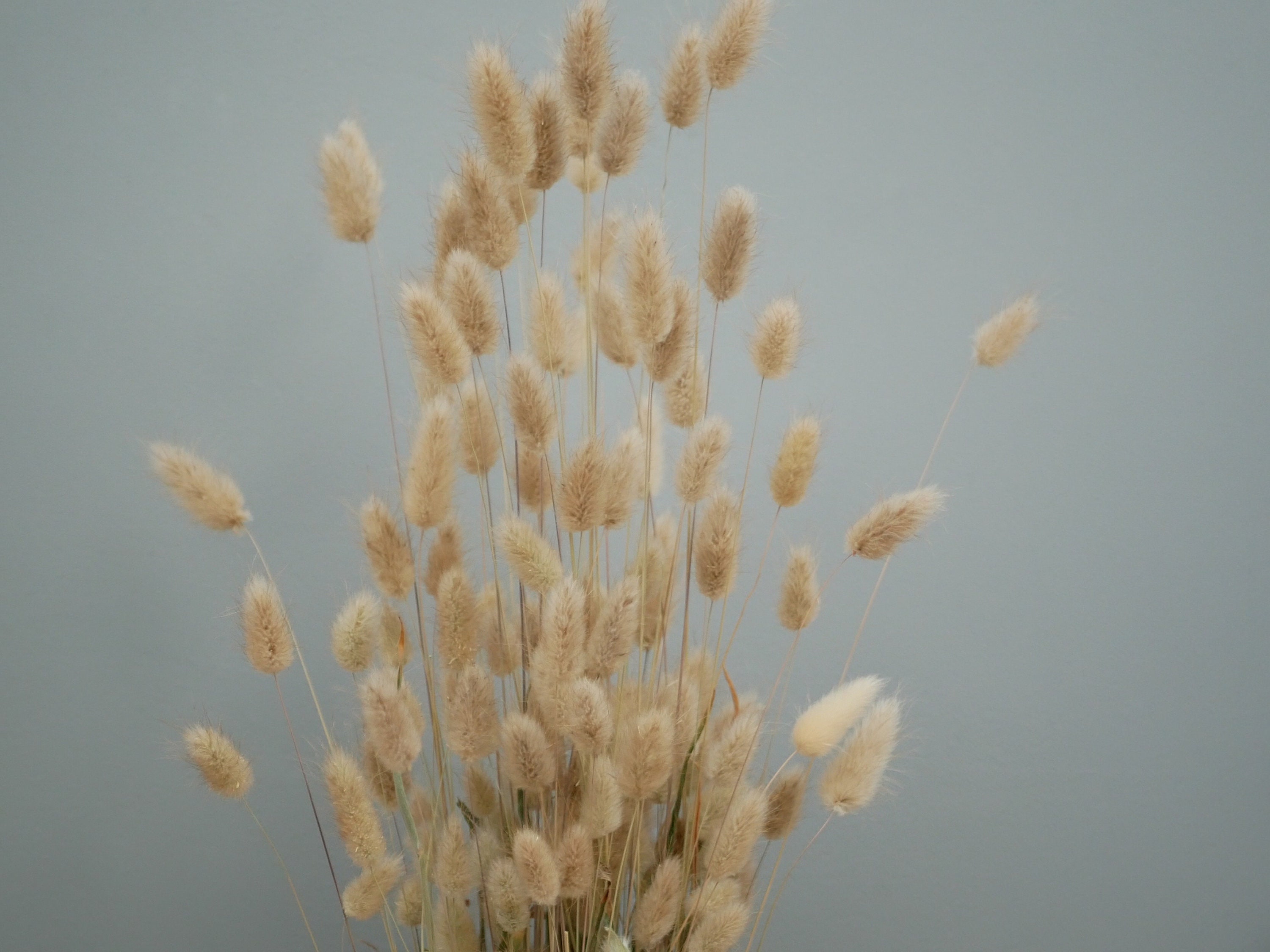 Bunny Tails Dried Flowers Rustic Home Decor Ecru Ivory Teal Etsy UK