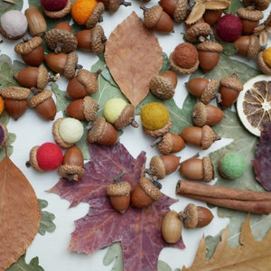 Acorns natural,Dried oak tree acorns with cups Nuts,Fall Decoration, acorn ornaments,Acorns with Cups autumn decor wedding centerpiece image 8