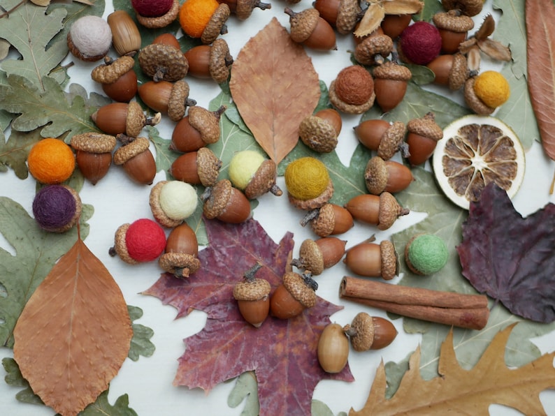 Acorns natural,Dried oak tree acorns with cups Nuts,Fall Decoration, acorn ornaments,Acorns with Cups autumn decor wedding centerpiece image 8