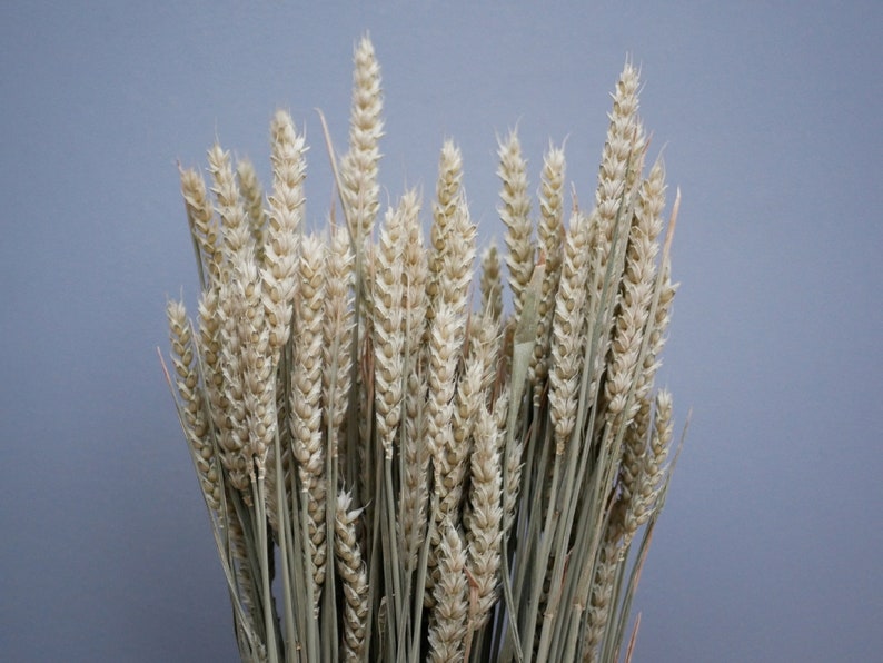 Mix of Dried Natural wheat stems Canary Grass and Oat Dried grass / Dried Flowers / Rustic Home Decor Oat stems image 4