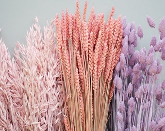 Mix of Dried Pink wheat stems Canary Grass and Oat Dried grass / Dried Flowers / Rustic Home Decor Oat stems
