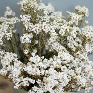 30cm Dried Ixodia Flowers, Daisy look like Natural White Single Stem, Rustic Wedding Cake Decoration