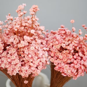 Dried Star Flowers,Glixia flowers Pale pink Pale Coral, 30cm, Country Rustic flowers Natural grasses rustic decoration