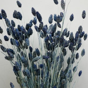 Phalaris blu navy essiccato / Scagliola / Erba secca / Fiori secchi / Arredamento rustico per la casa