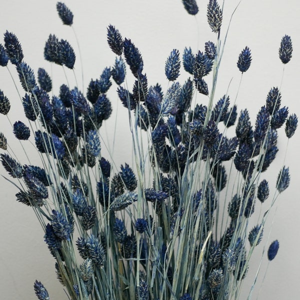 Dried Navy blue phalaris / Canary Grass / Dried grass / Dried Flowers / Rustic Home Decor