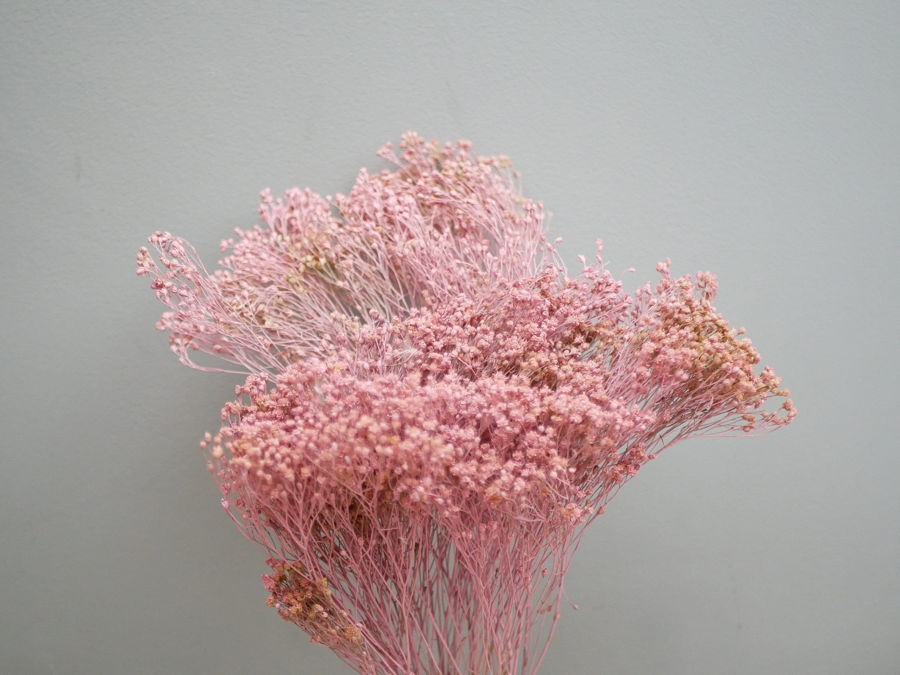 Dried Broom- pink/ Dried Flowers | Rustic Home Wedding