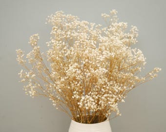 May include: A bouquet of dried baby's breath flowers featuring numerous tiny, off-white blossoms on thin, light brown branching stems. The delicate floral arrangement is contained within a simple, smooth white vase, showcasing a natural, airy texture.