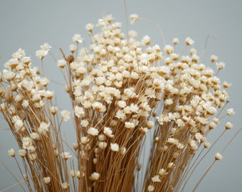 Dried Star Flower, Natural White (Glixia) Natural , 35cm, Country Rustic flowers Natural grasses rustic decoration