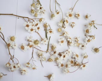 May include: A collection of dried white flowers with light brown centers scattered across the frame. The small blossoms are attached to thin, delicate brown stems, showcasing a natural, preserved appearance with varied petal arrangements.
