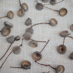 Acorn cups Dried natural acorn cups with stems Nuts,Real acorn cups,Fall Decoration, Acorn ornaments,
