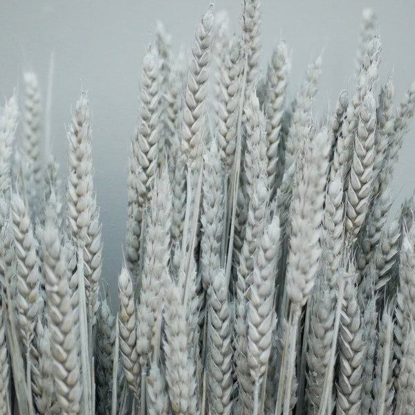 Wheat stems Dried grey wheat stems /  Dried grass / Dried Flowers / Rustic Home Decor