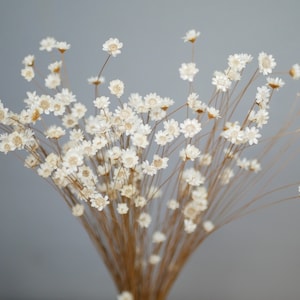 Dried Star Flower, Natural White (Glixia) Natural , 35cm, Country Rustic flowers Natural grasses rustic decoration