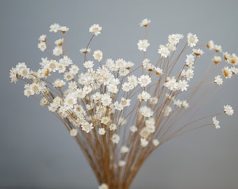 May include: A bundle of dried white daisy-like flowers with thin, brown stems. The flowers are clustered together, creating a delicate and airy arrangement. The background is a soft gray, highlighting the natural colors of the flowers.