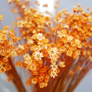 Dried Star Flowers,Glixia flowers Vivid orange, 30cm, Country Rustic flowers Natural grasses rustic decoration