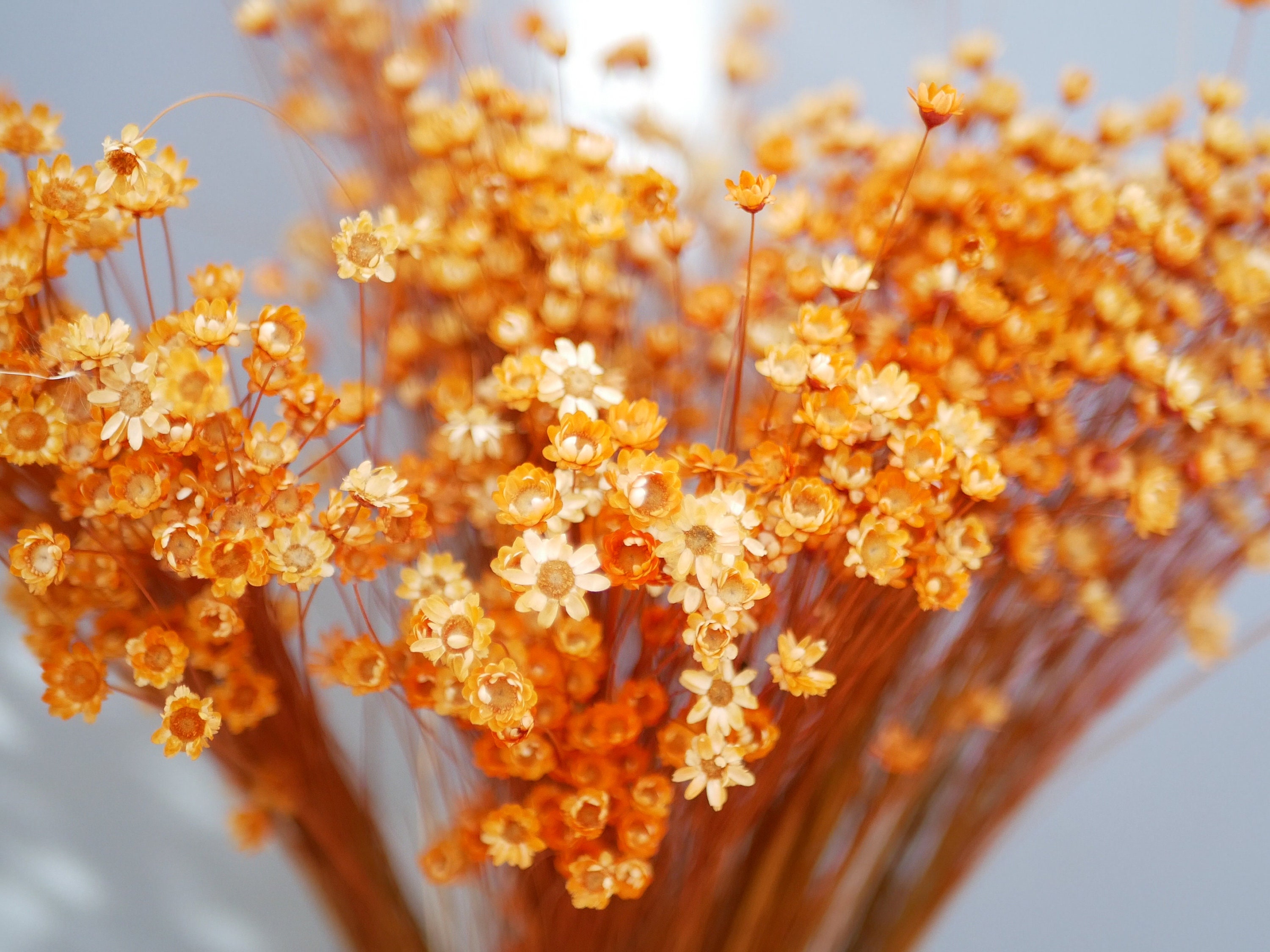 Dried Star Flowers,Glixia flowers Vivid orange, 30cm, Country Rustic flowers Natural grasses rustic decoration