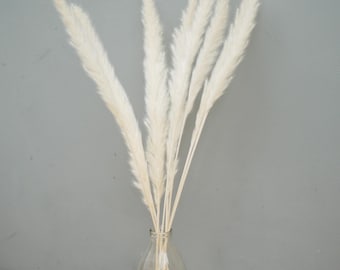 May include: A clear glass bottle containing five tall, fluffy white pampas grass stems. The dried botanical stalks are slender and light-colored, arranged upright within the transparent vessel to display their soft, feathery, plume-like textures.