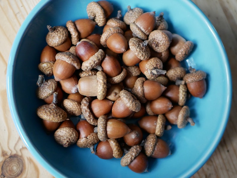 Acorns natural,Dried oak tree acorns with cups Nuts,Fall Decoration, acorn ornaments,Acorns with Cups autumn decor wedding centerpiece image 5