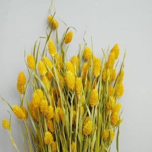 May include: A bunch of dried yellow flowers with long green stems. The flowers are arranged in a bouquet and are against a light grey background.
