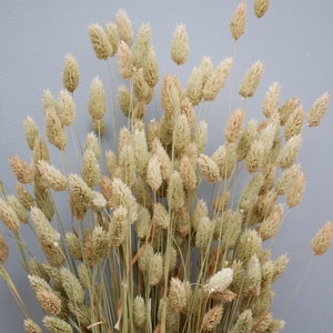 Mix of Dried Natural wheat stems Canary Grass and Oat Dried grass / Dried Flowers / Rustic Home Decor Oat stems image 6