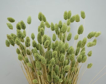May include: A bundle of dried Lagurus ovatus, commonly known as bunny tail grass, featuring numerous soft, oval-shaped seed heads in a muted sage green color attached to thin, light tan stems, arranged in an upright, fan-like display.