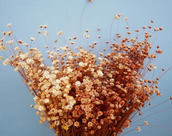 May include: A bouquet of dried flowers with small, white and brown blooms. The flowers have thin, brown stems and are arranged against a light blue background. The overall color palette is warm and natural.