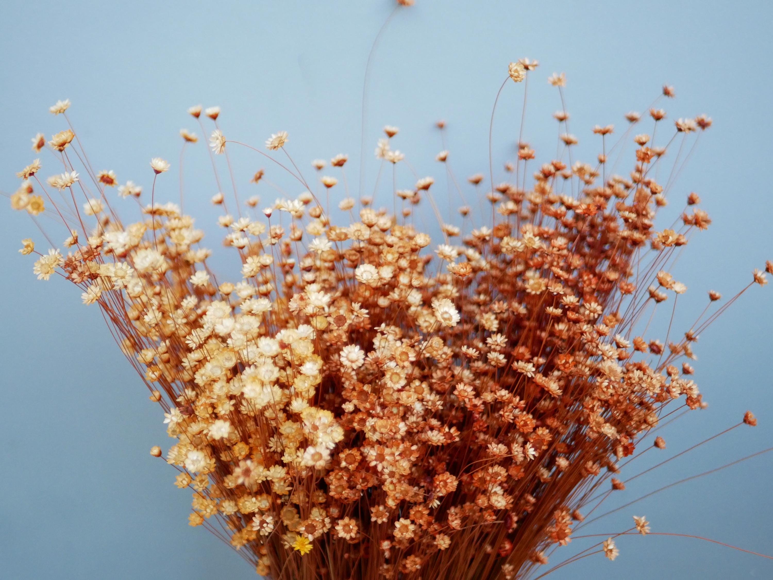 Dried Star Flowers,Glixia flowers Terracota orange, 30cm, Country Rustic flowers Natural grasses rustic decoration