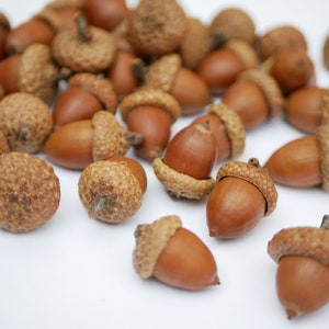 Acorns natural,Dried oak tree acorns with cups Nuts,Fall Decoration, acorn ornaments,Acorns with Cups autumn decor wedding centerpiece image 10